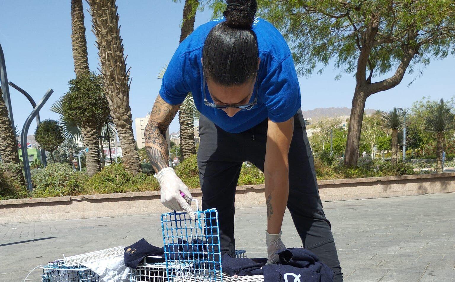 מצמצמים את התרבות החתולים באיזור המלונות