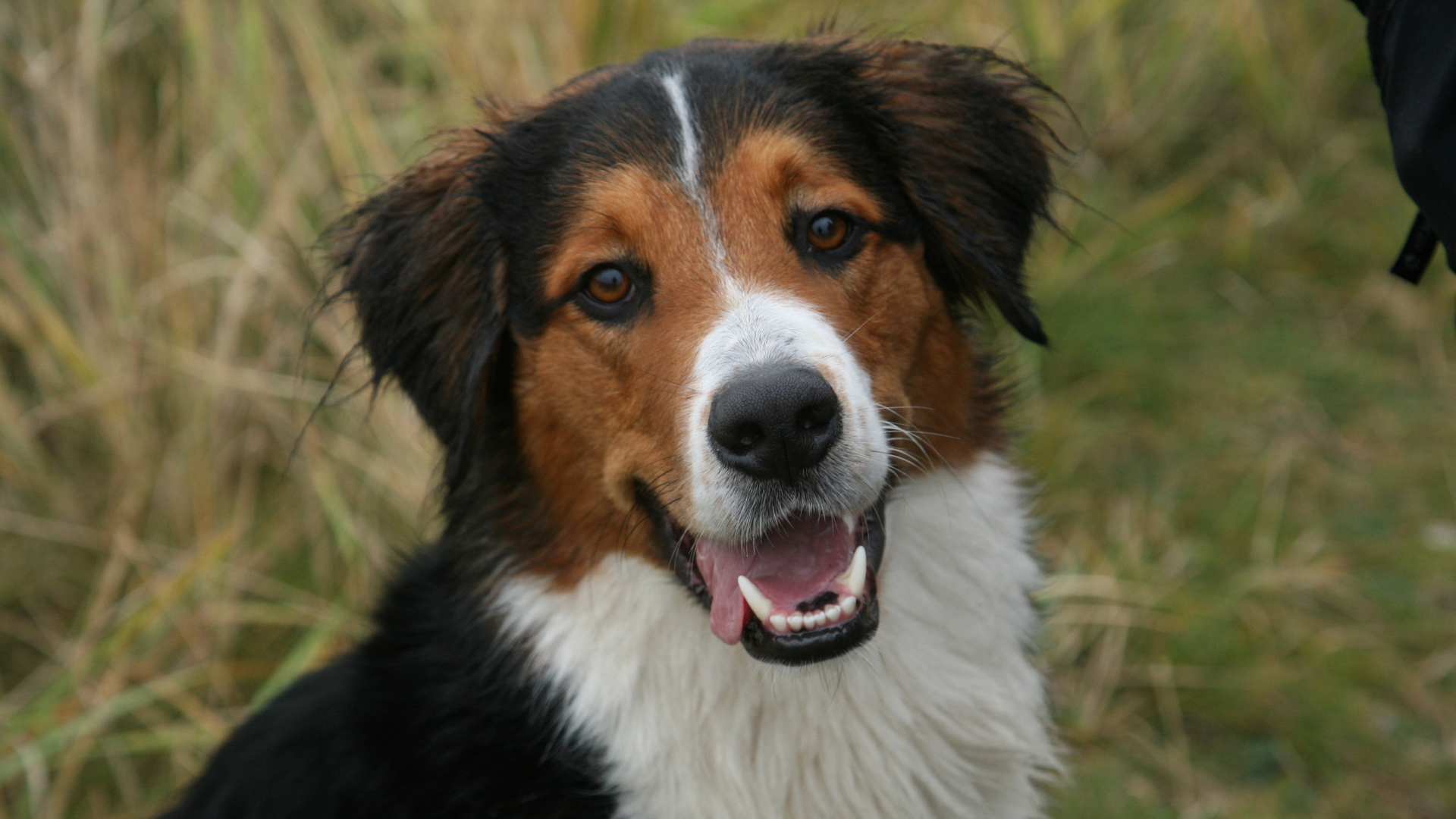 האם הכלבת תגיע לכלבים המשוטטים?