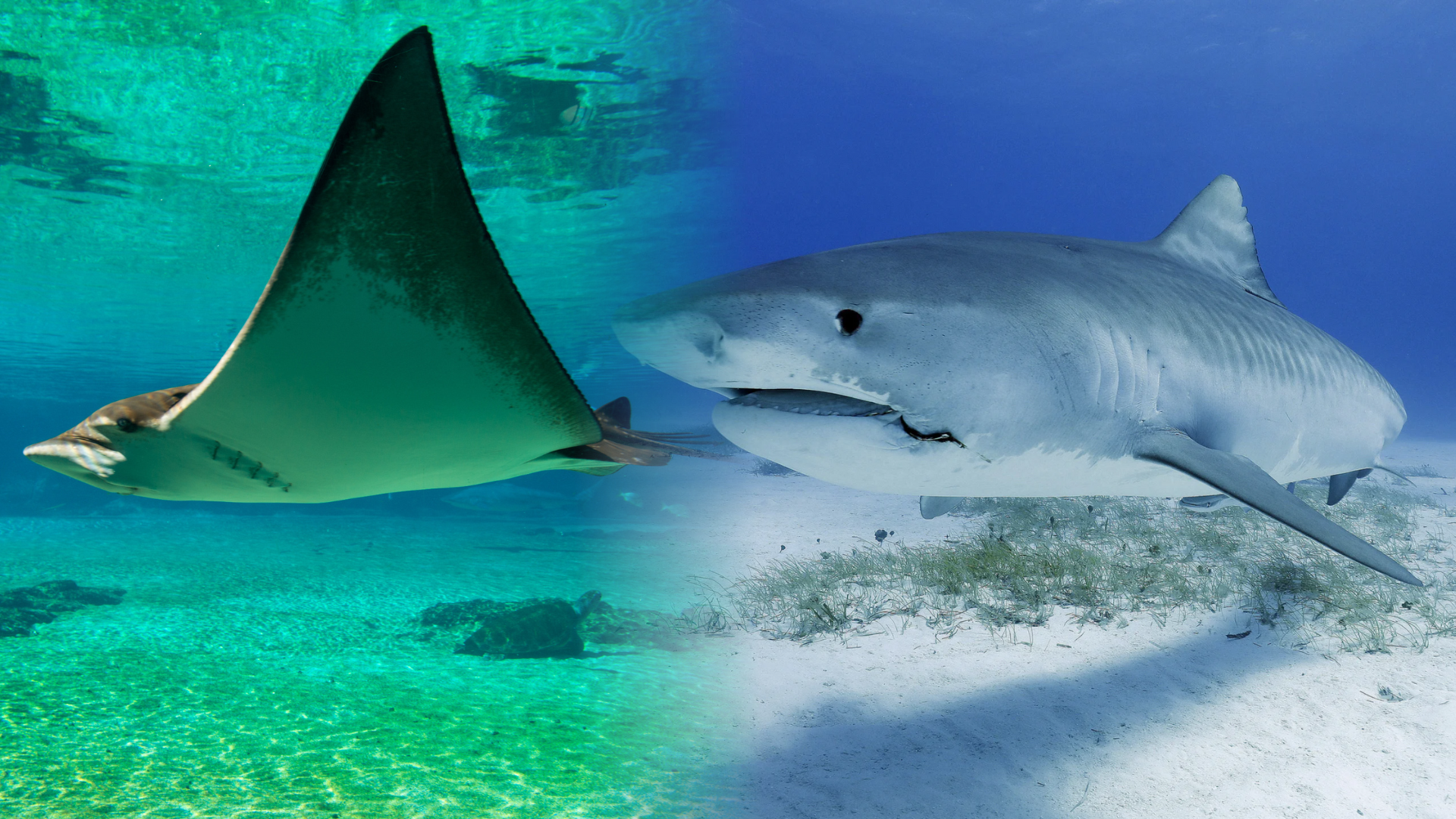 נדירים וקרובים מתמיד: מנטות וכרישים נצפו שוב ושוב מול חופי אילת