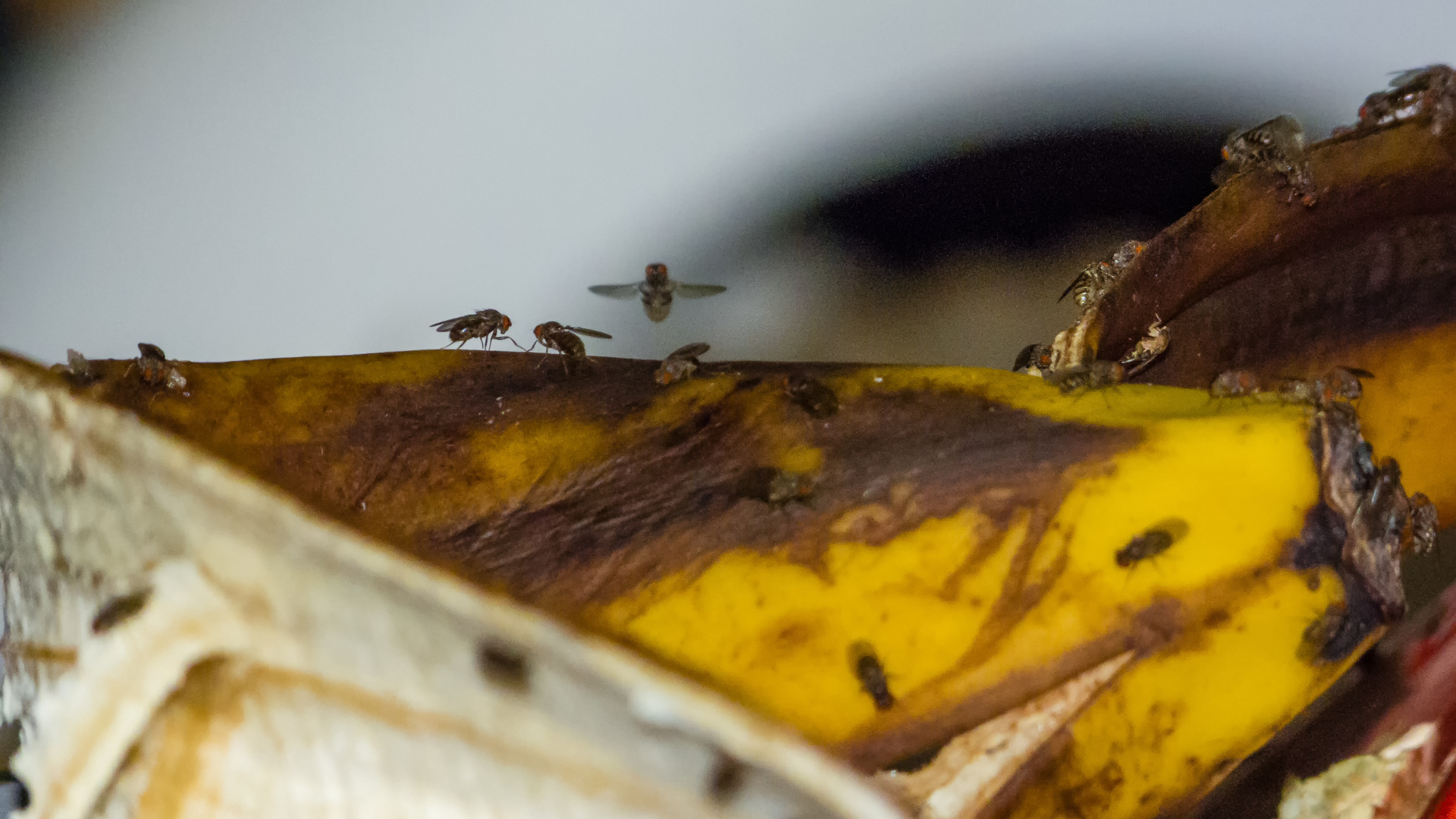 מטרד הזבובים באילת: למה זה קורה דווקא עכשיו – ואיך מתמודדים