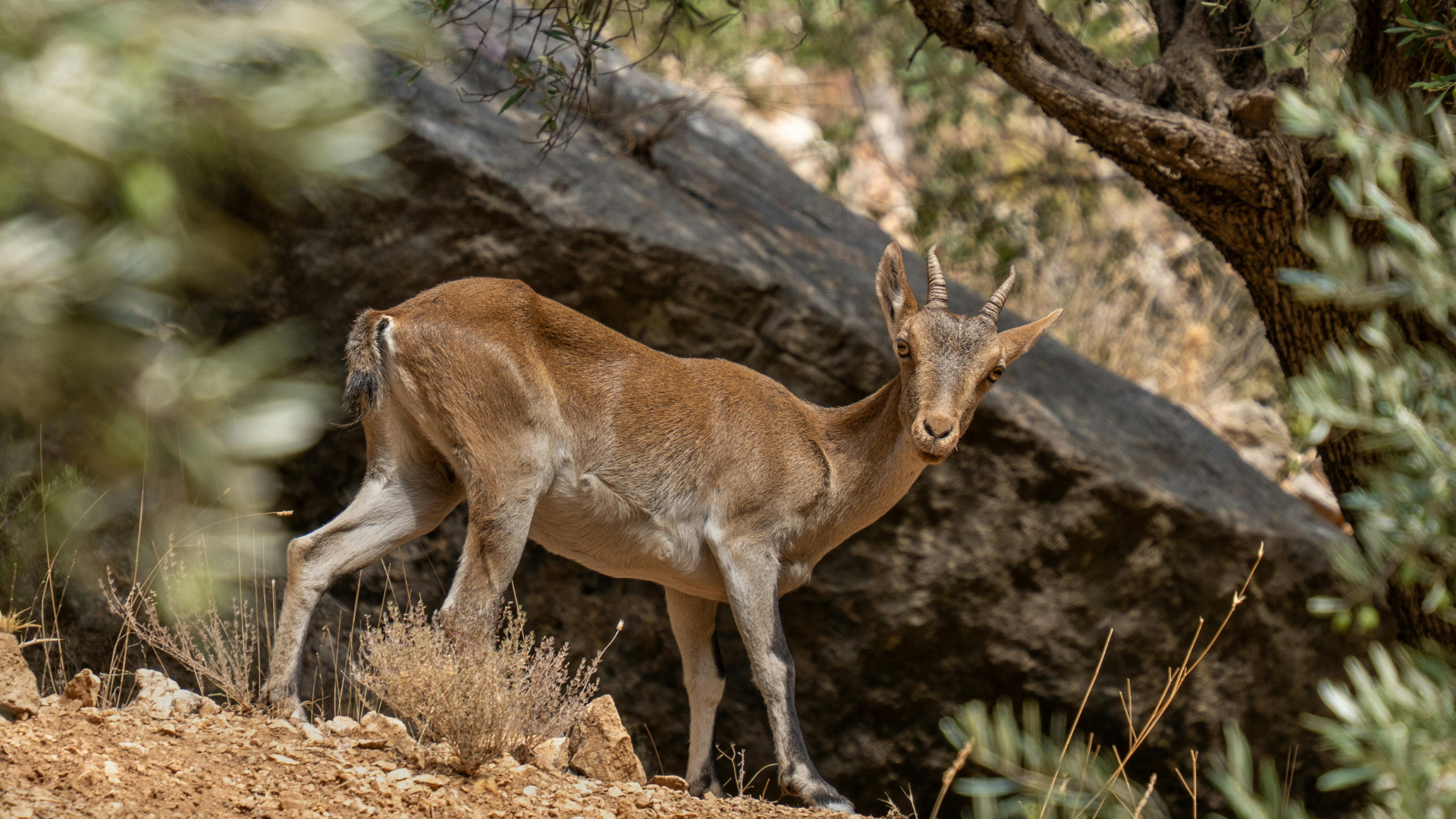 חוויה פראית בדרך לאילת: חי-בר יוטבתה